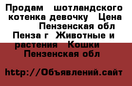 Продам   шотландского  котенка девочку › Цена ­ 3 500 - Пензенская обл., Пенза г. Животные и растения » Кошки   . Пензенская обл.